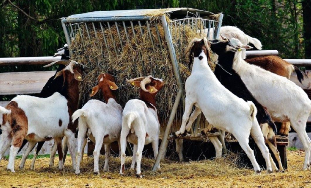 मासुमा आत्मनिर्भर बनाउन बाख्रा पकेट क्षेत्र विस्तार